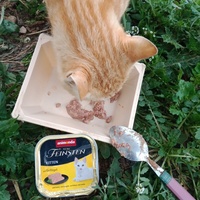 photo de livraison pour Les Chats-Pitresdelavi-Ste