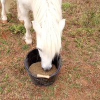 photo de livraison pour Equi-Libre : Droit à la Retraite Equine