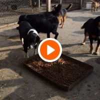 photo de livraison pour Azil Bella