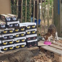 photo de livraison pour Adoption Féline Estuaire