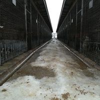 photo de livraison pour Refuge pour chiens de Baia Mare