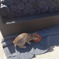 photo de livraison pour Eden Cat
