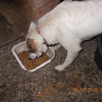 photo de livraison pour Pro Animals Finland ry