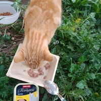 photo de livraison pour Les Chats-Pitresdelavi-Ste