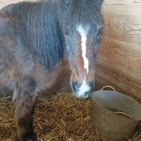 photo de livraison pour Les Chevaux d'Elo