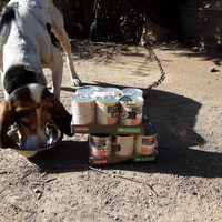 photo de livraison pour Les Chatoyants