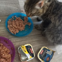 photo de livraison pour Les Pattounes de l'Espoir