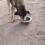 photo de livraison pour Help Adopt Moroccan Animals