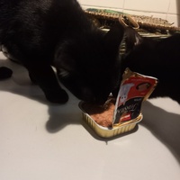 photo de livraison pour 4 Pattes sur mon Cœur