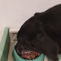 photo de livraison pour Cœur Animal