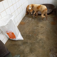 photo de livraison pour Comme Chiens et Chats Maroc