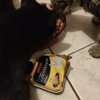 photo de livraison pour La Compagnie des Chats bleus