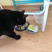 photo de livraison pour A Pas De Chats