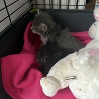 photo de livraison pour Chat Gratouille