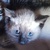 photo animal