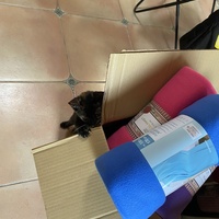 photo de livraison pour Les Chats de Condom 32