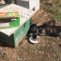 photo de livraison pour Ecole du Chat des Alpilles