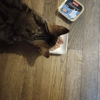 photo de livraison pour Les Chats de la Rue
