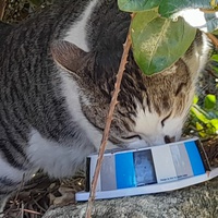 photo de livraison pour Cat Miaou