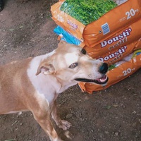 photo de livraison pour Help Adopt Moroccan Animals
