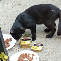 photo de livraison pour Les chats libres de Caro