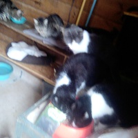 photo de livraison pour Chats errants du val du crenu