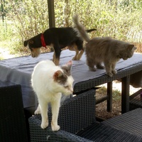 photo de livraison pour SOS Animal Tendresse