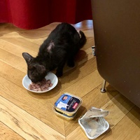 photo de livraison pour Chat d’Oc