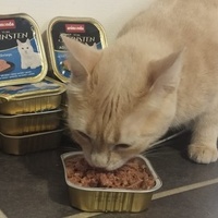 photo de livraison pour Le Gang des Matous