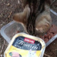 photo de livraison pour Les Chats-Pitresdelavi-Ste