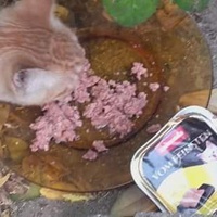 photo de livraison pour Les Chats-Pitresdelavi-Ste