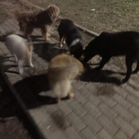 photo de livraison pour Woolly Woofters