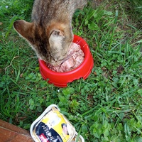 photo de livraison pour Chats Oubliés