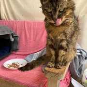photo de livraison pour STREET CATS