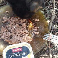 photo de livraison pour Les Chats-Pitresdelavi-Ste