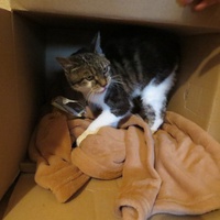 photo de livraison pour Vallée des Chats