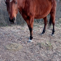 photo de livraison pour Equi-Libre : Droit à la Retraite Equine