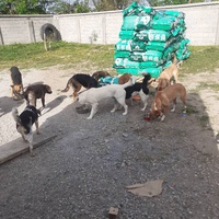 photo de livraison pour Udruzenje za Zastitu Zivotinja Srecko, Valjevo