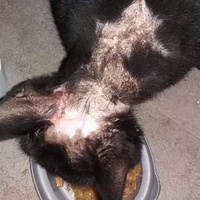 photo de livraison pour Charly et ses Drôles de Chats