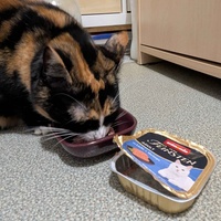 photo de livraison pour Adoption Féline Estuaire