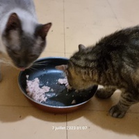 photo de livraison pour Chats Libres des Hauts Cantons de l'Hérault