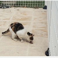 photo de livraison pour Les Chats libres de Fleurance