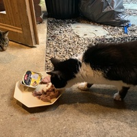 photo de livraison pour Les chats de chez nous