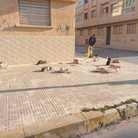 photo de livraison pour Comme Chiens et Chats Maroc