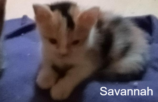 photo association