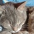 photo animal