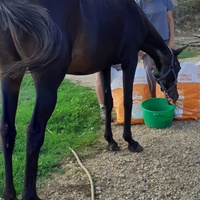 photo de livraison pour Association hippique du Caroux
