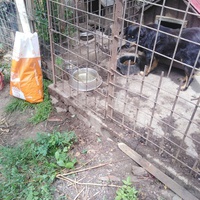 photo de livraison pour Friends for second hand paws vzw