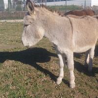 photo de livraison pour Equi-Libre : Droit à la Retraite Equine