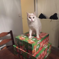 photo de livraison pour L'Arche de Marie - Mes Amours de Chats